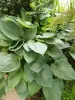 Цветы, кустарники, хвойники