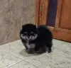 Девочка померанского шпица