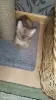 Европейская Бурма котята