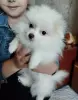 Щенки