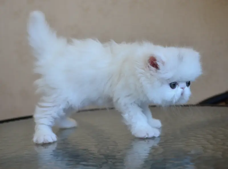 Персидские котята