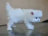 Персидские котята