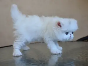 Персидские котята