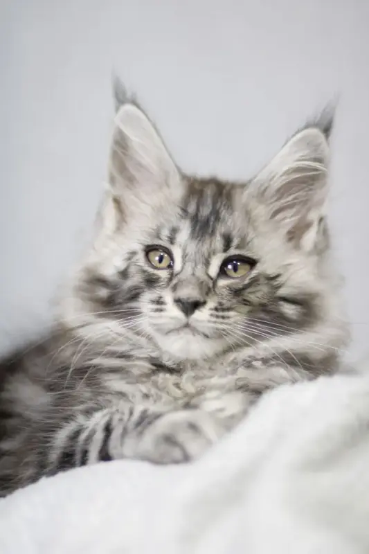 Котята Мейн-кун в продаже! Два чудесных мальчика!