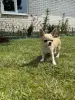 Щенки чихуахуа