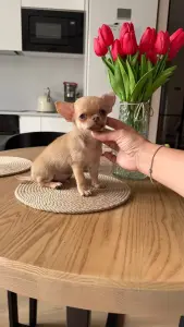 Чихуахуа мальчик