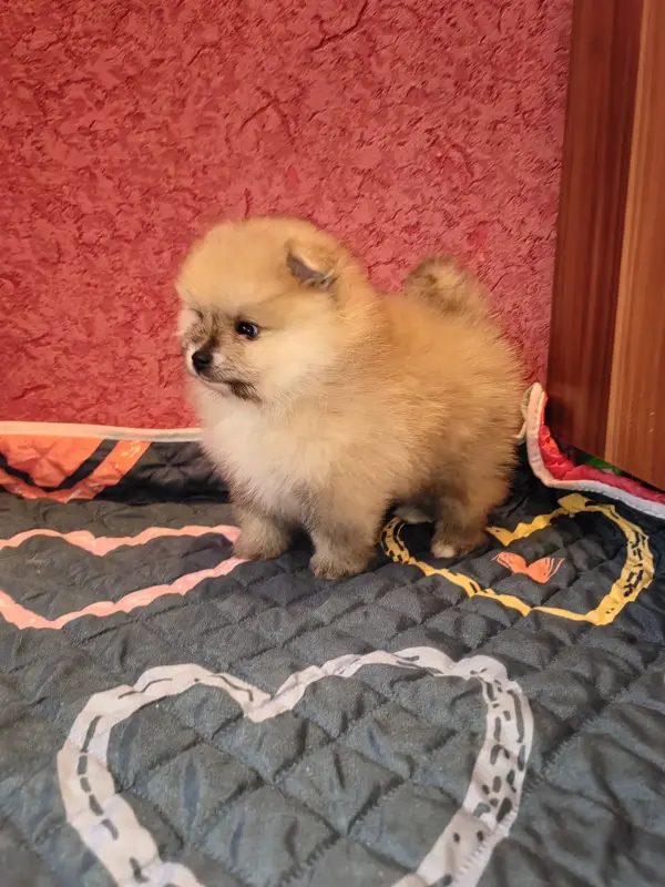 Мальчик померанского шпица