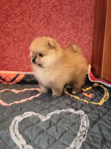 Мальчик померанского шпица