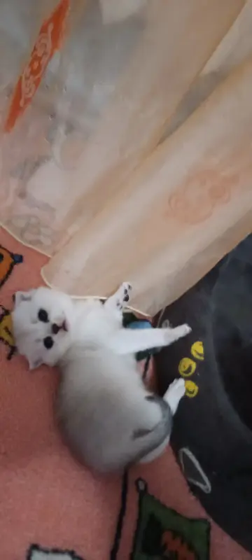 Котята шотландские вислоухие
