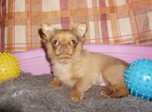 Курносый красавчик чихуахуа и другие малыши