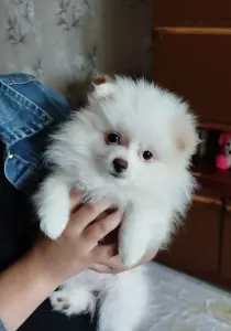 Щенки