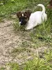 Чистокровный Джек Рассел терьер щенок мальчик
