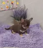Чихуахуа