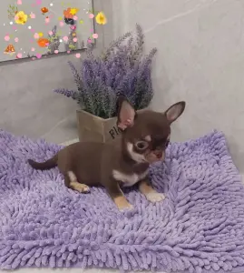 Чихуахуа