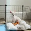 Мальчики чихуахуа
