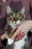 Кошка Михалина - полосатая красотка