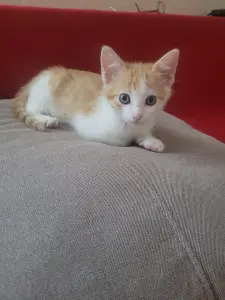 Котята в дар
