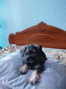 Цвергшнауцер  перец с солью