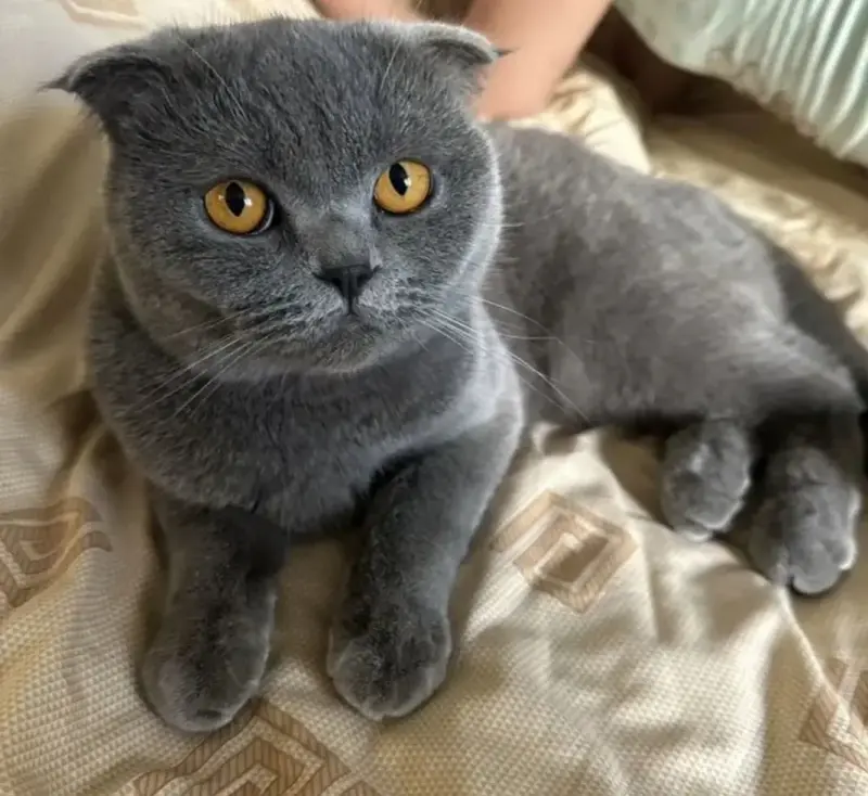 Британские котята