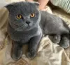 Британские котята