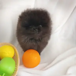 Померанский шпиц