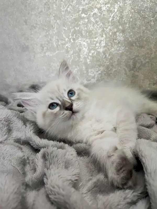 Котята породы Невская Маскарадная