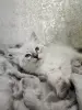 Котята породы Невская Маскарадная