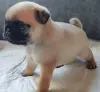 Щенок мопса