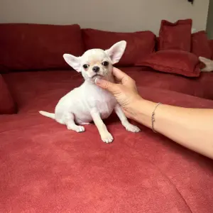 Мальчик чихуахуа