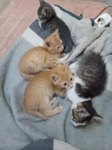 Котята