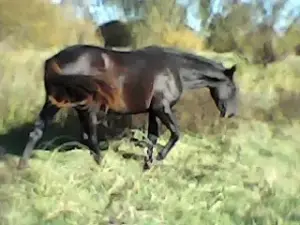 Лошади