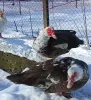 Индоутята мускусные утята
