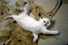 Шотландские котята (Скотиш страйт)