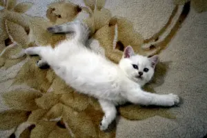 Шотландские котята (Скотиш страйт)