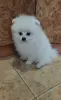 Мальчик померанского шпица.