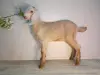 Англо-нубийская козочка
