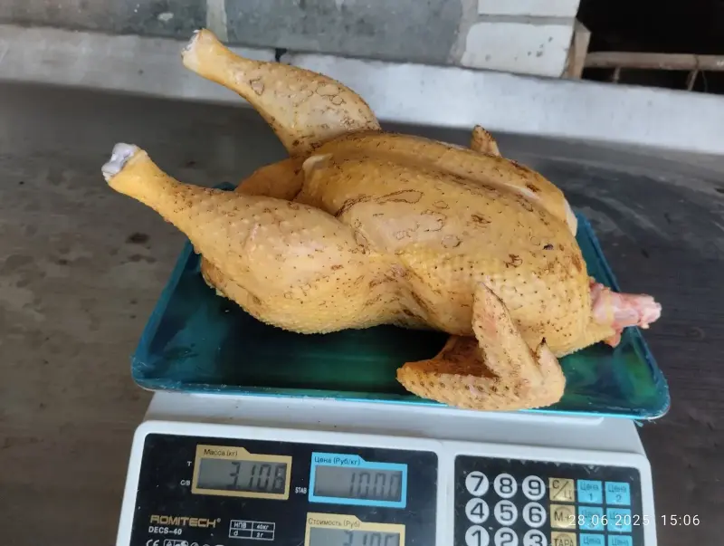 Бройлер Домашний Мясо