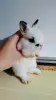 Декоративный львиноголовый крольчонок