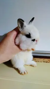Декоративный львиноголовый крольчонок