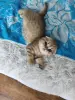 Шотландский котенок
