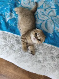 Шотландский котенок