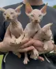 Котята канадского сфинкса