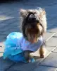 Йоркширский терьер