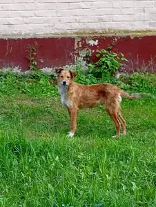 Собака в дар