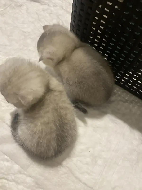 Кошечки для брони