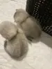 Кошечки для брони