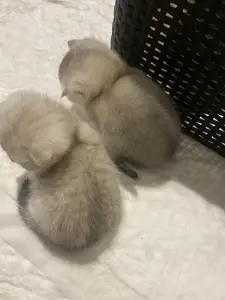 Кошечки для брони