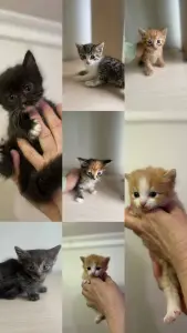 Котята