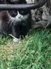 Котята в дар