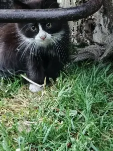 Котята в дар